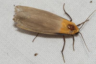 <i>Lithosia quadra</i>