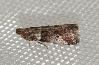 <i>Assara terebrella</i>