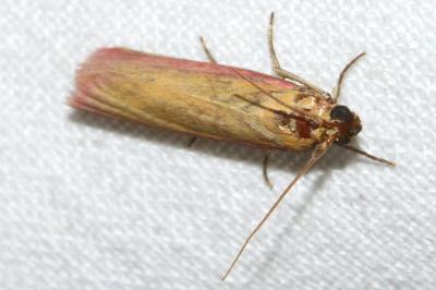 <i>Oncocera semirubella</i>