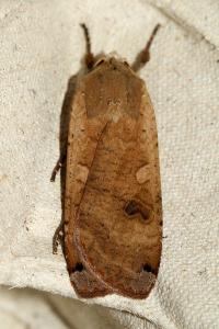 <i>Noctua pronuba</i>