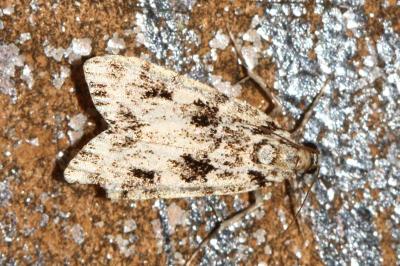 <i>Eudonia delunella</i>
