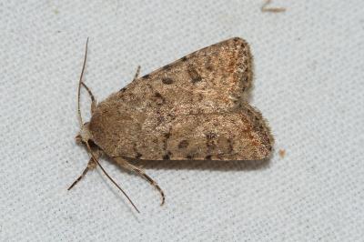 <i>Caradrina clavipalpis</i>