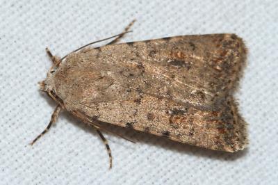 <i>Caradrina clavipalpis</i>