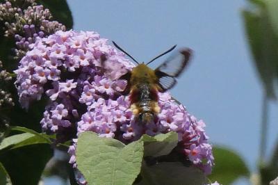 <i>Hemaris fuciformis</i>