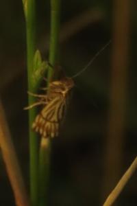 <i>Chrysocrambus linetella</i>