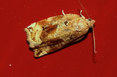<i>Archips xylosteana</i>