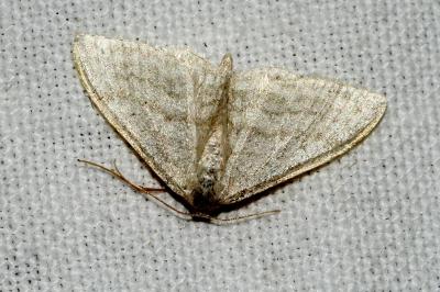 <i>Idaea subsericeata</i>