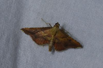 <i>Endotricha flammealis</i>