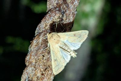 <i>Mythimna vitellina</i>