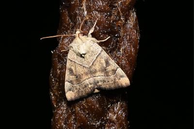 <i>Cosmia trapezina</i>