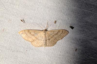 <i>Idaea aversata</i>