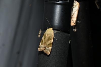 <i>Noctua fimbriata</i>