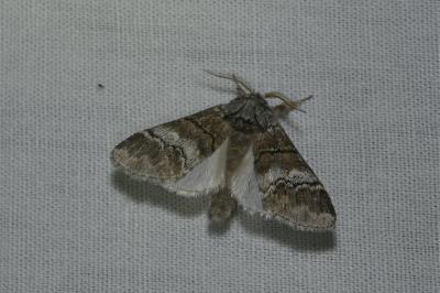 <i>Drymonia querna</i>