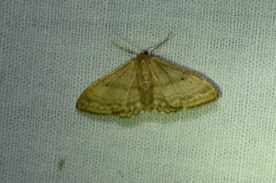 <i>Idaea biselata</i>