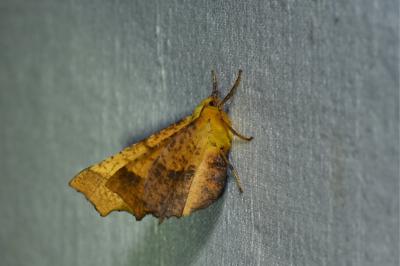 <i>Ennomos alniaria</i>