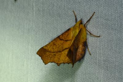 <i>Ennomos alniaria</i>