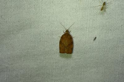 <i>Pandemis heparana</i>