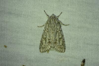 <i>Acronicta aceris</i>