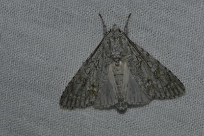 <i>Acronicta aceris</i>