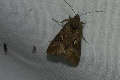 <i>Autographa gamma</i>