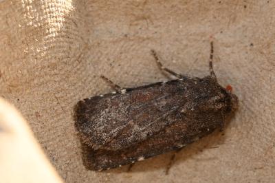 <i>Rusina ferruginea</i>