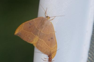 <i>Watsonalla binaria</i>