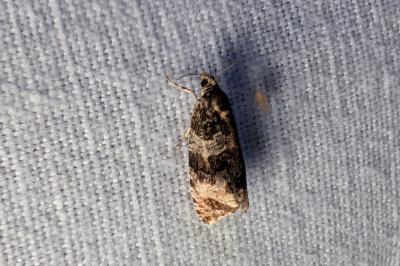 <i>Celypha lacunana</i>