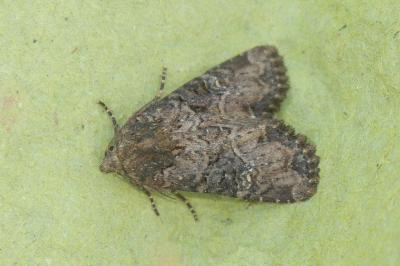 <i>Mesapamea secalella/secalis</i>