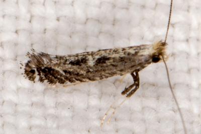 Parornix torquillella