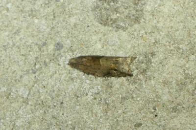 Rhopobota naevana