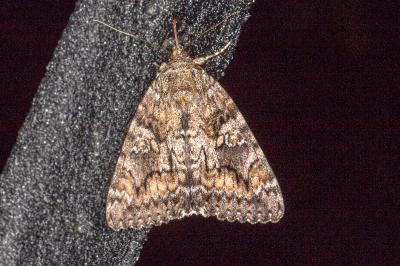 Catocala sponsa