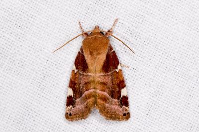 Cosmia diffinis