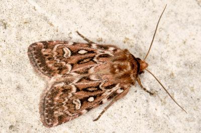 Lycophotia porphyrea
