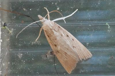 Calamotropha paludella