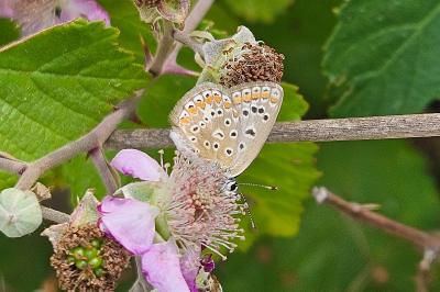 Polyommatus icarus