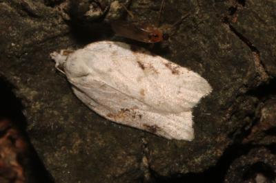 Acleris kochiella