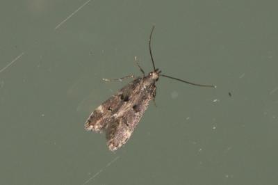 Dichomeris alacella