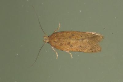 Bryotropha terrella