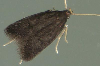 <i>Eurodachtha siculella</i>