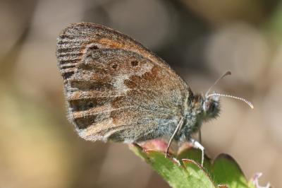 <i>Coenonympha pamphilus</i>