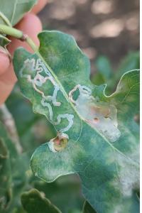 <i>Acrocercops brongniardella</i>