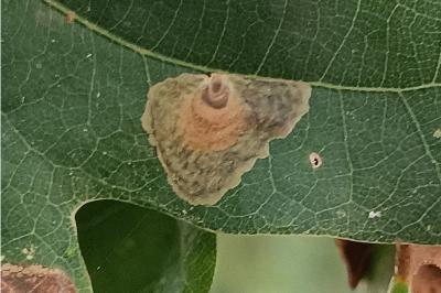 <i>Tischeria dodonaea</i>