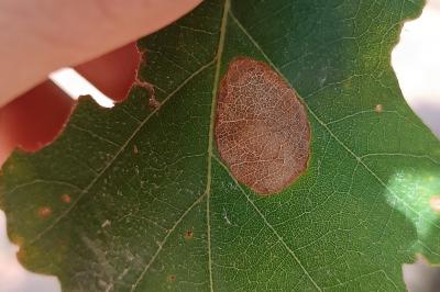 <i>Phyllonorycter roboris</i>