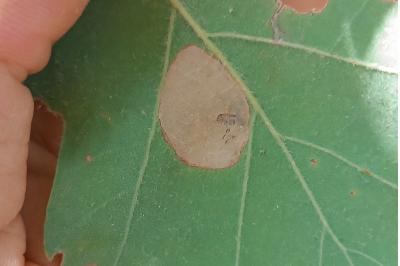 <i>Phyllonorycter roboris</i>