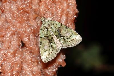 <i>Cryphia algae</i>