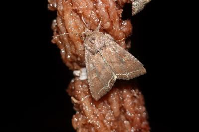 <i>Lacanobia oleracea</i>
