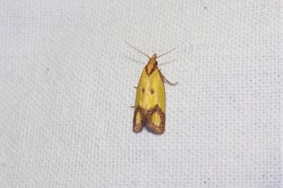 <i>Agapeta zoegana</i>