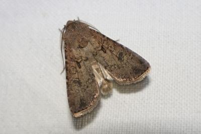 <i>Agrotis segetum</i>