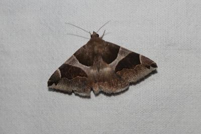 <i>Dysgonia algira</i>
