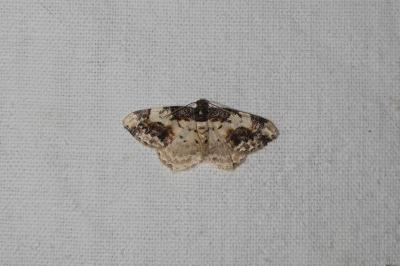 <i>Ligdia adustata</i>